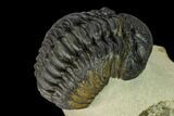 Detailed Morocops Trilobite - Foum Zguid, Morocco #165889-4